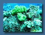 Tongan corals